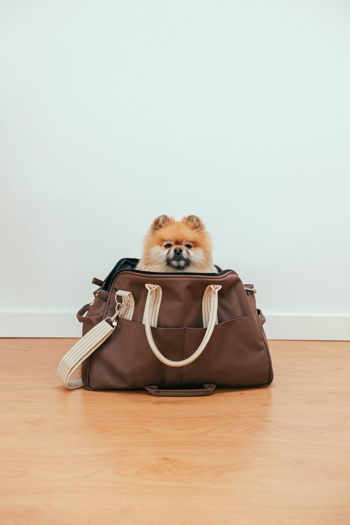 Cute Pomeranian resting in a stylish travel bag indoors on a wooden floor.