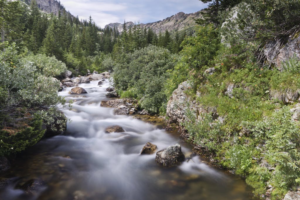 A serene stream flowing through lush greenery in Grand Teton National Park, Wyoming.